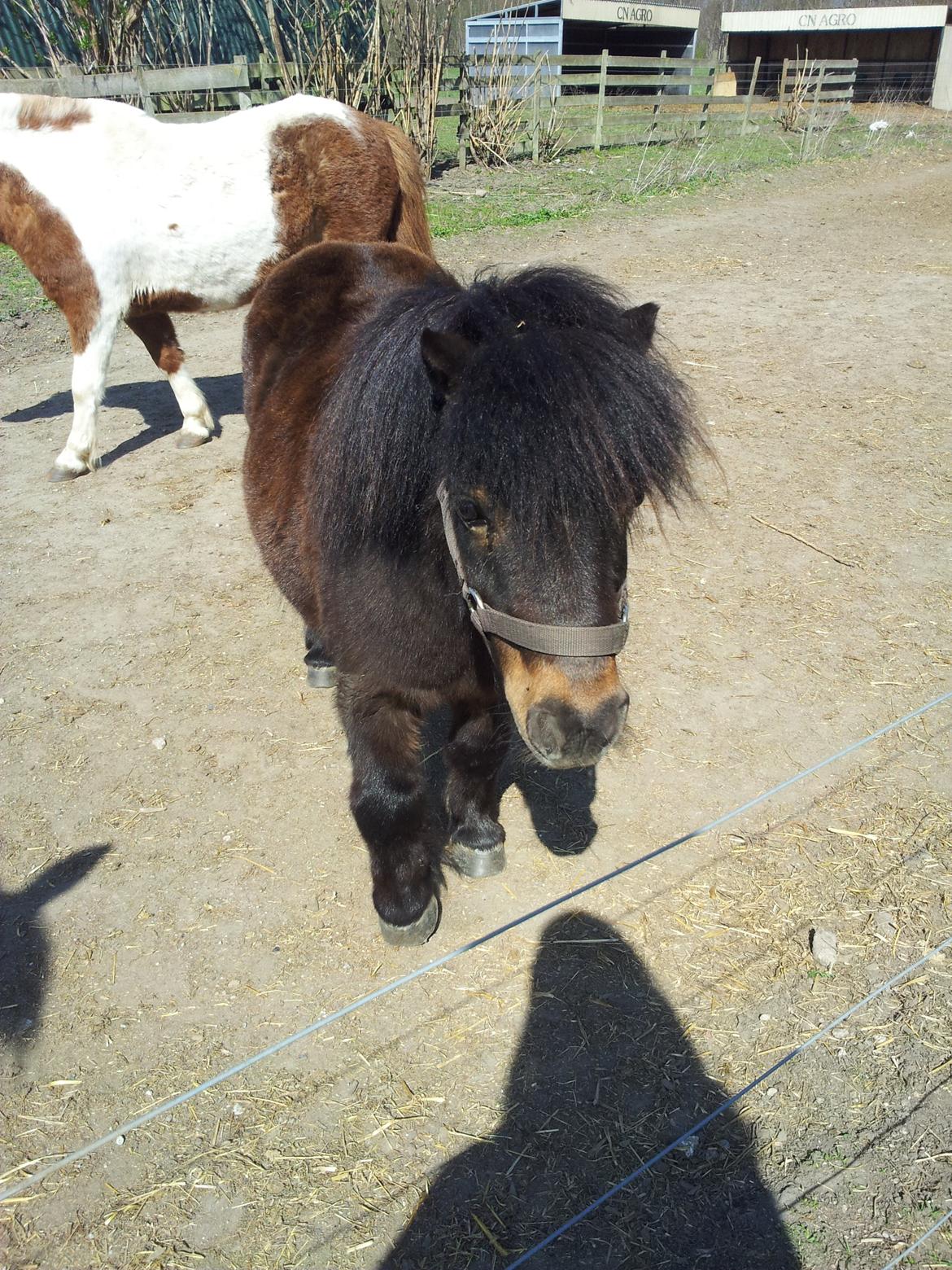 Shetlænder Sir Lancelot billede 18