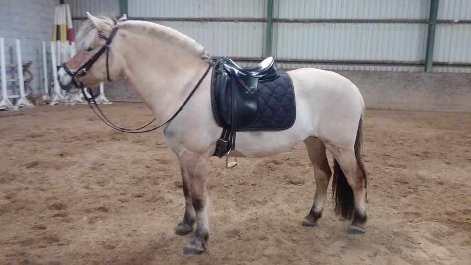 Fjordhest KIRSTINE VÅRBY billede 26