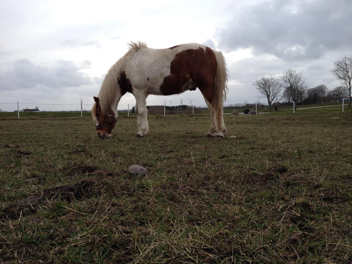 Anden særlig race Grøn Tuborg billede 15