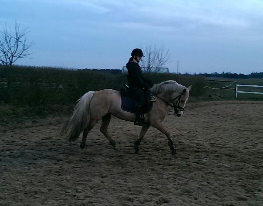 Anden særlig race Fenja billede 2