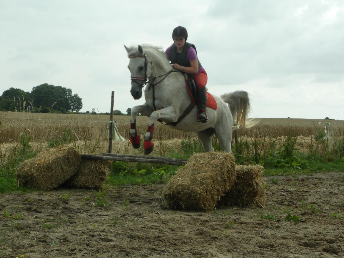 Anden særlig race Maki Sherif billede 18