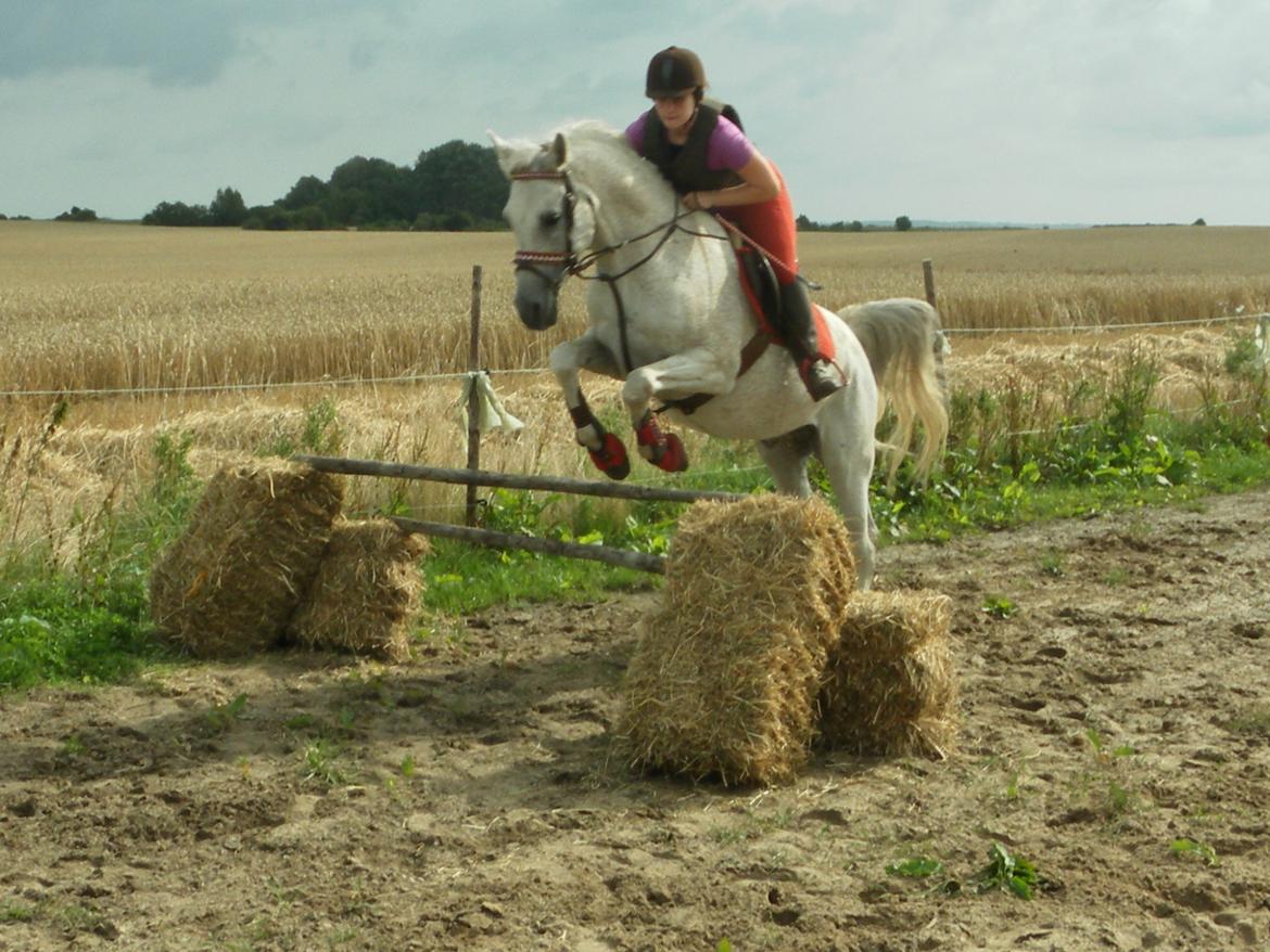 Anden særlig race Maki Sherif billede 25