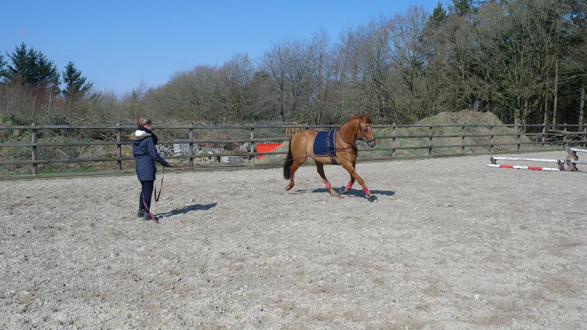 Zangersheide Alonso AH Z billede 1