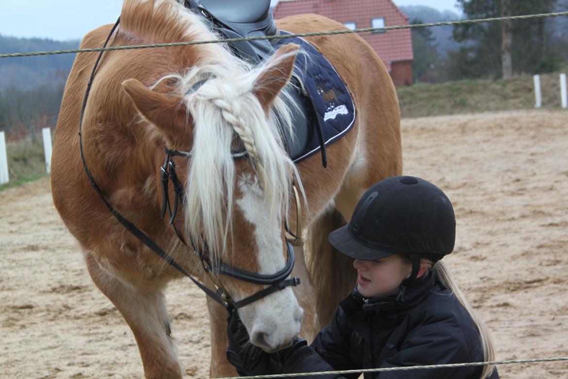 Haflinger Romeo billede 12