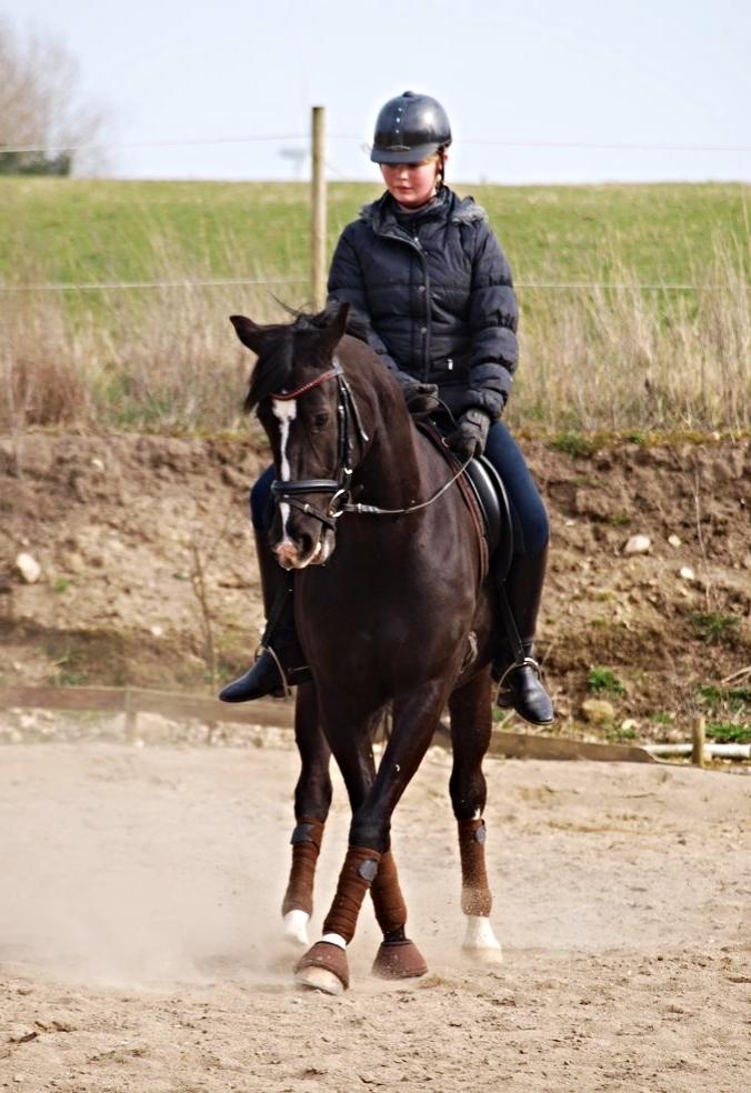 Anden særlig race Mar Maja Hector - Mig og Hekke øver travers<3 22/3-14 billede 10