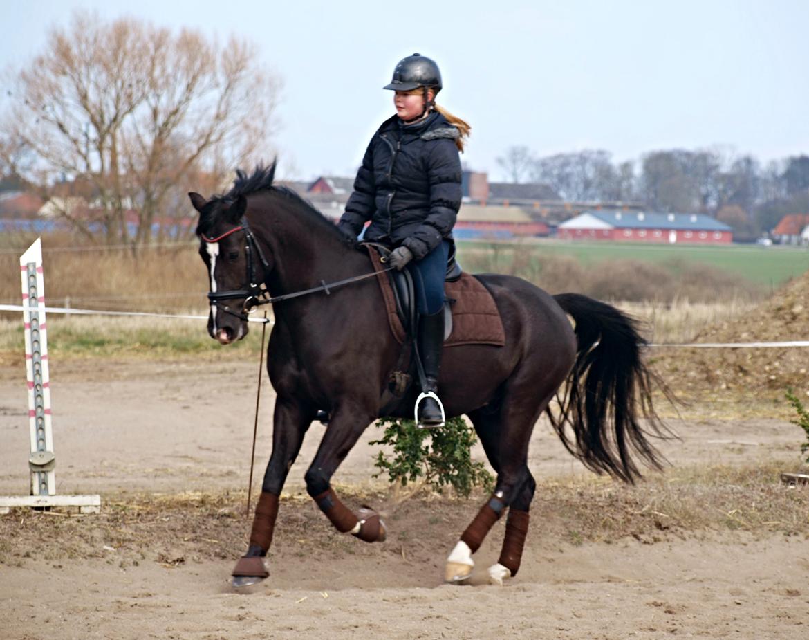 Anden særlig race Mar Maja Hector - Samlet galop <3 22/3-14 billede 13