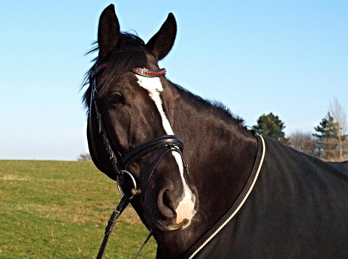 Anden særlig race Mar Maja Hector - Portræt billede af smukke Hekke <3 20/3-14 (Foto Annika Holm) billede 2