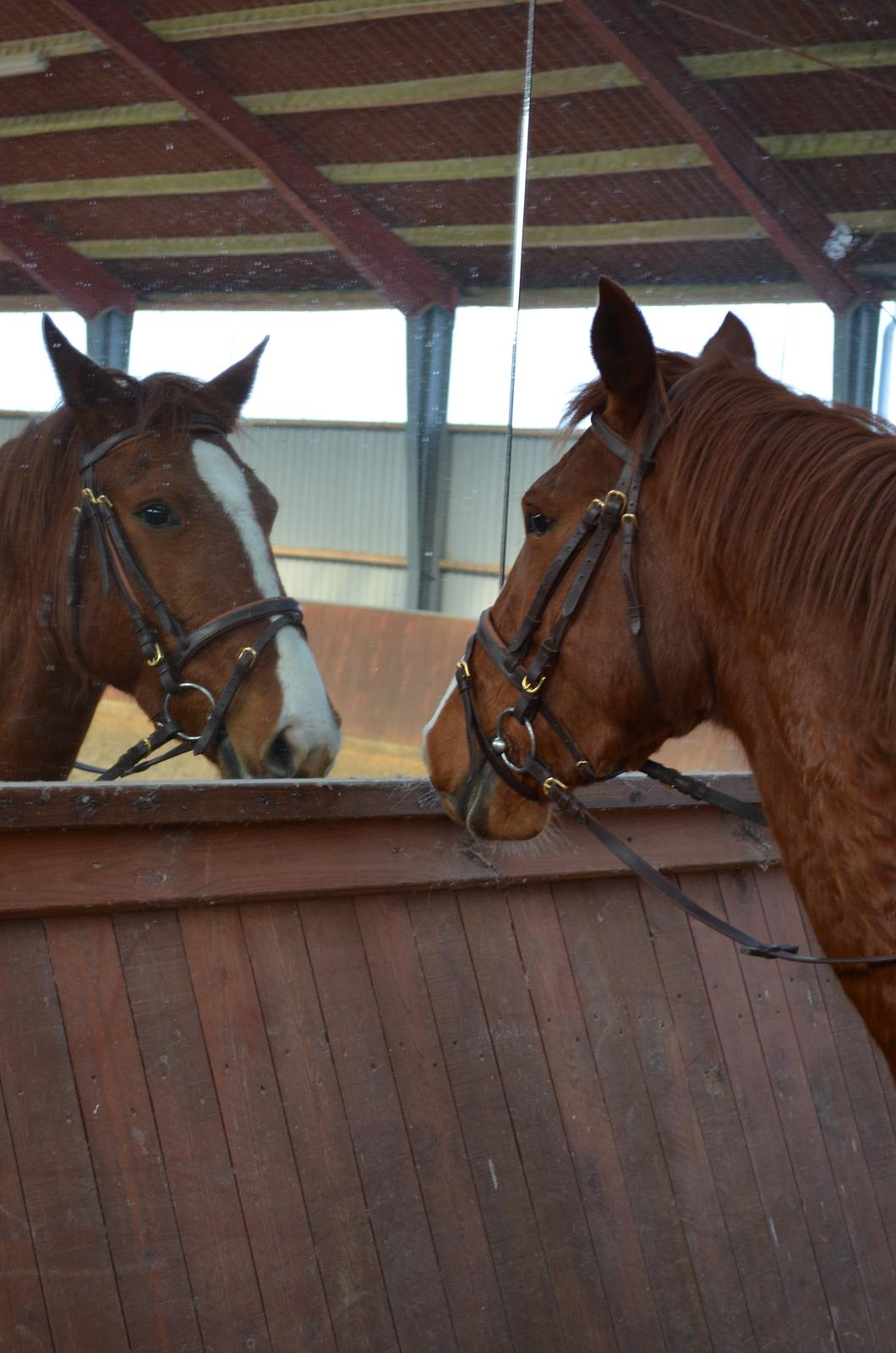 Anden særlig race Bessie - Er det en flot hest Bessie? :D billede 4