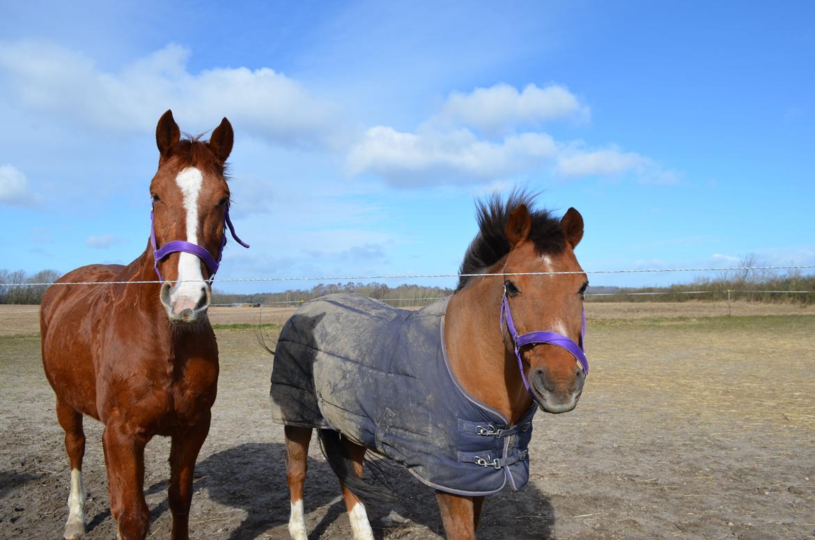 Anden særlig race Bessie billede 7