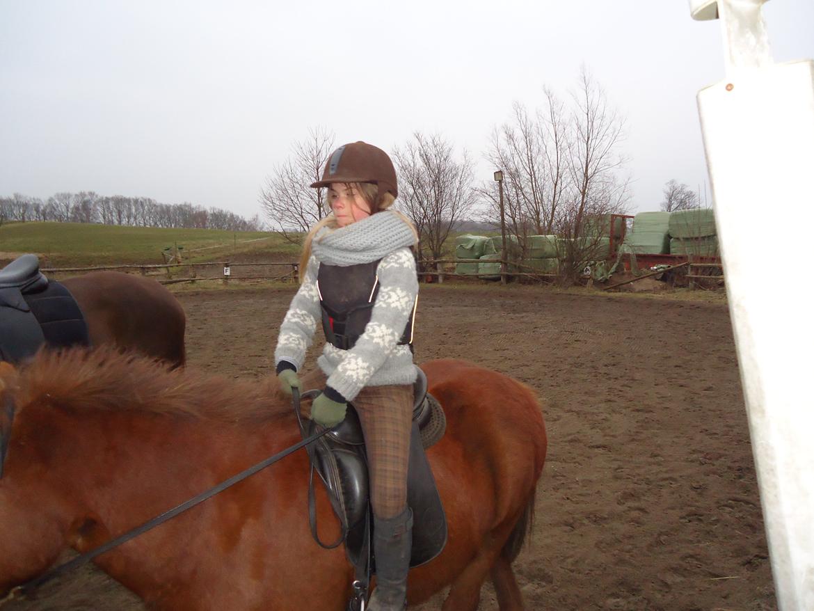 Islænder Tindra billede 9