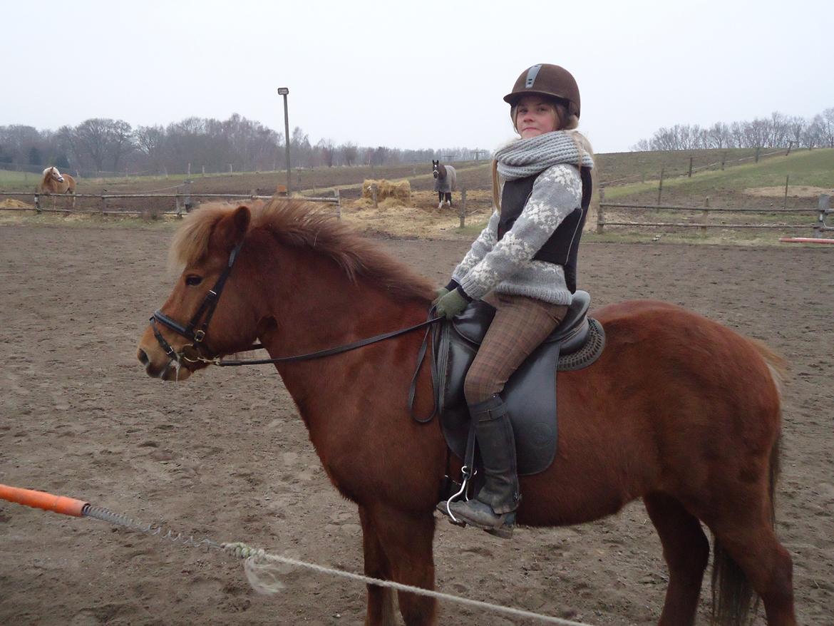 Islænder Tindra billede 11