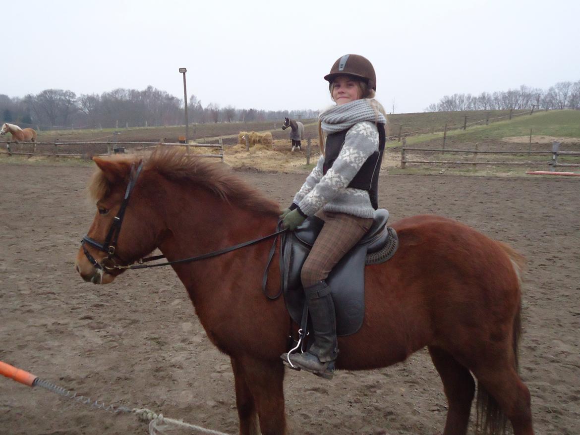 Islænder Tindra billede 5