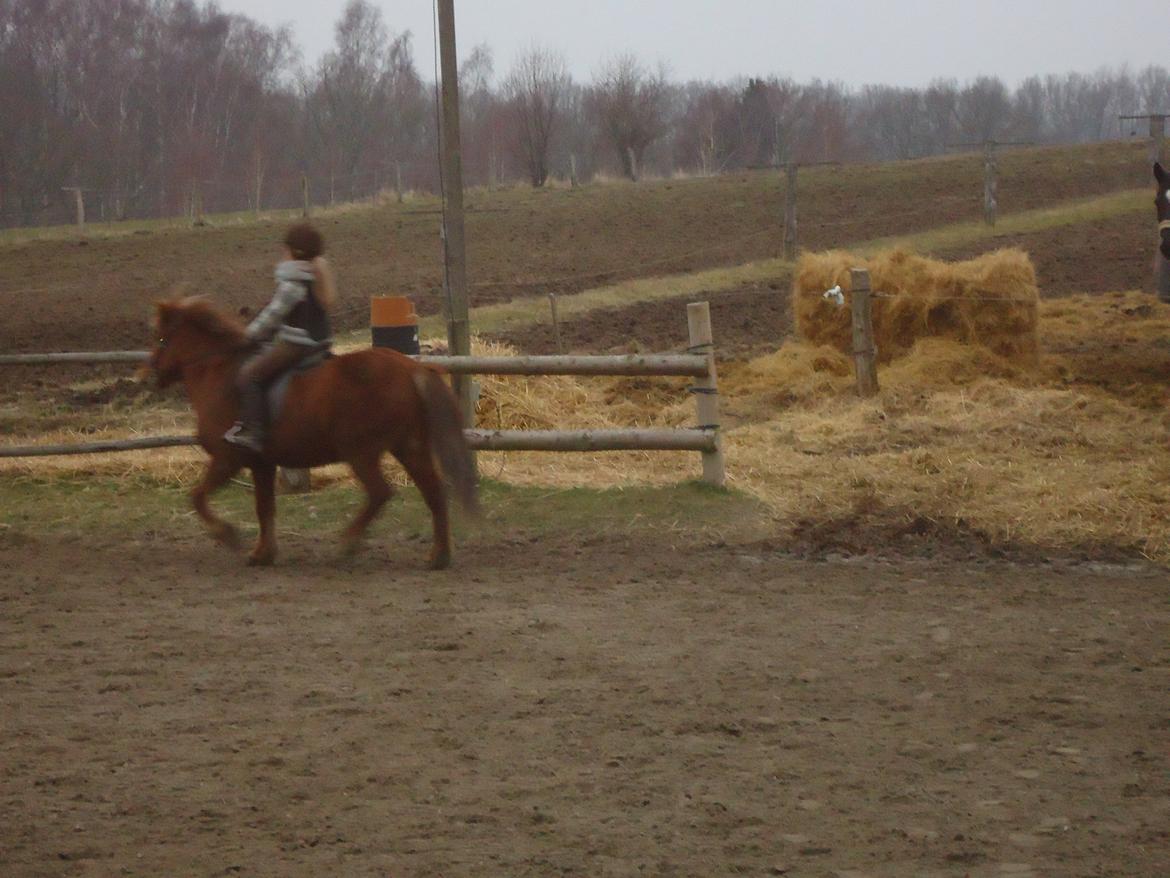 Islænder Tindra billede 12