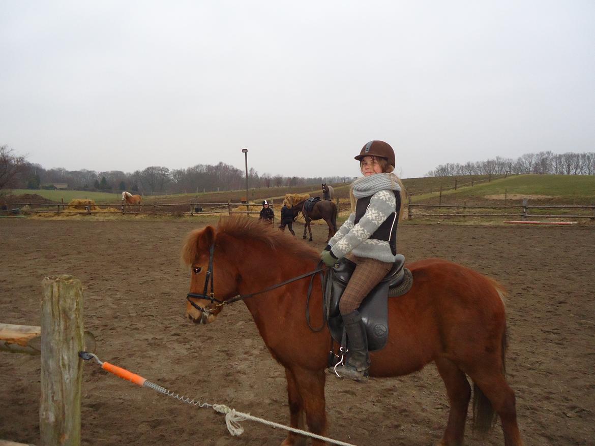 Islænder Tindra billede 10