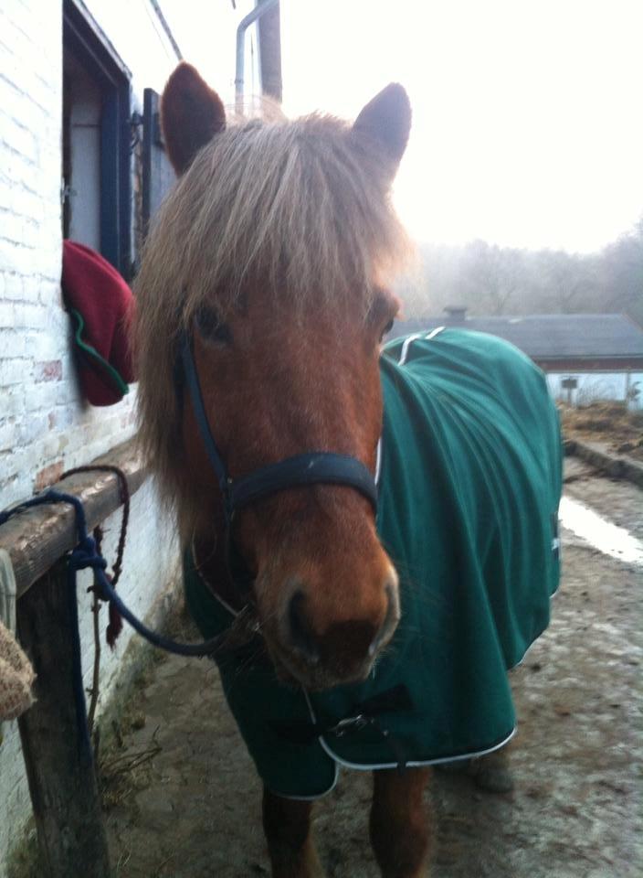 Islænder Tindra billede 8