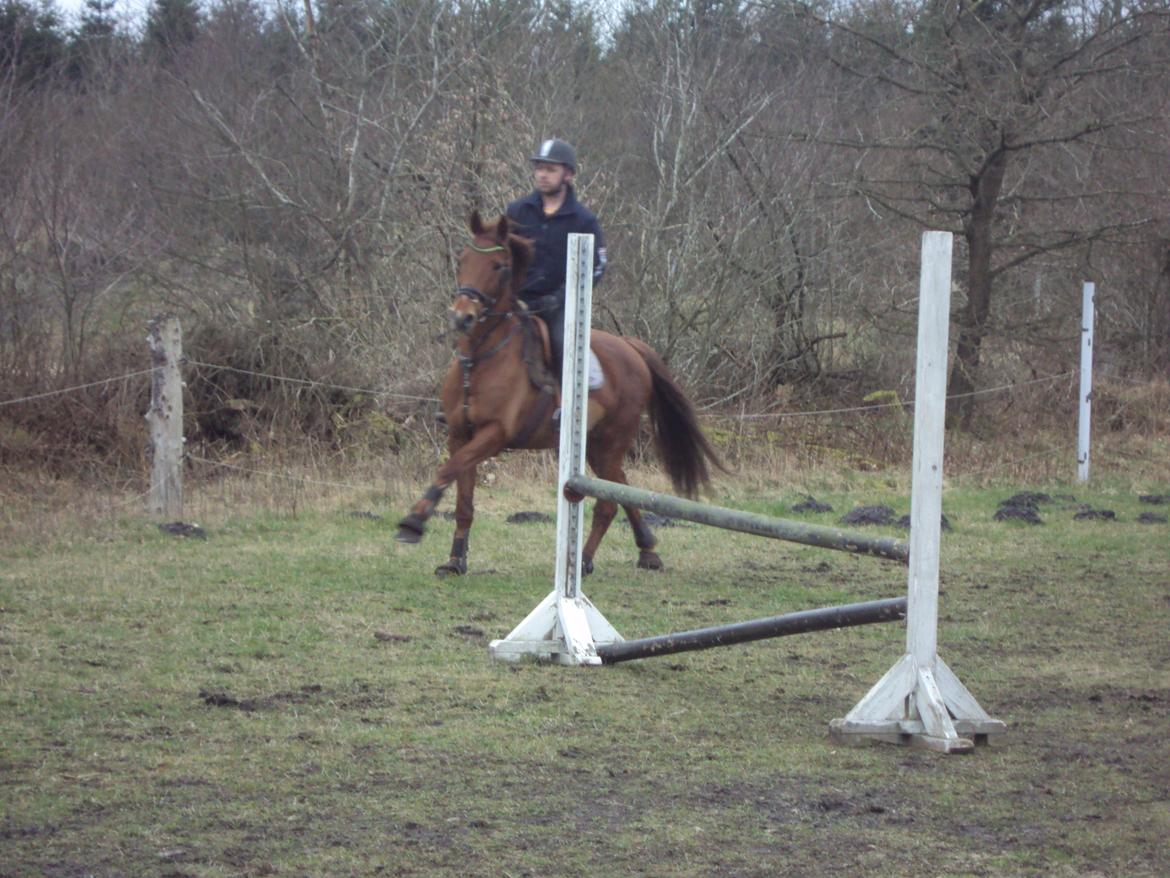 Dansk Varmblod lopez billede 19