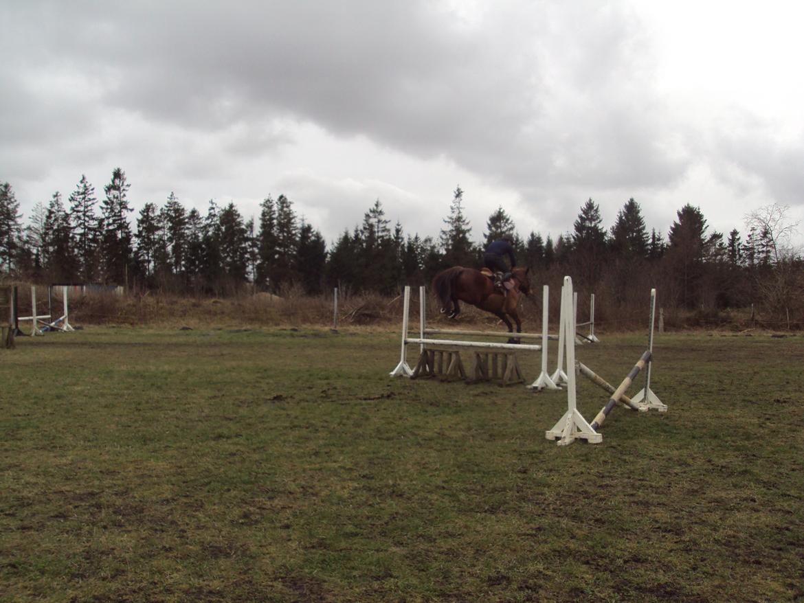 Dansk Varmblod lopez billede 22