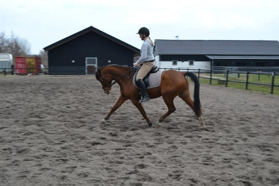 Arabisk fuldblod (OX) Raketten (Rooster) *Ponydyret* - Foråret 2014, billedet er taget af Ef Andersen  billede 6