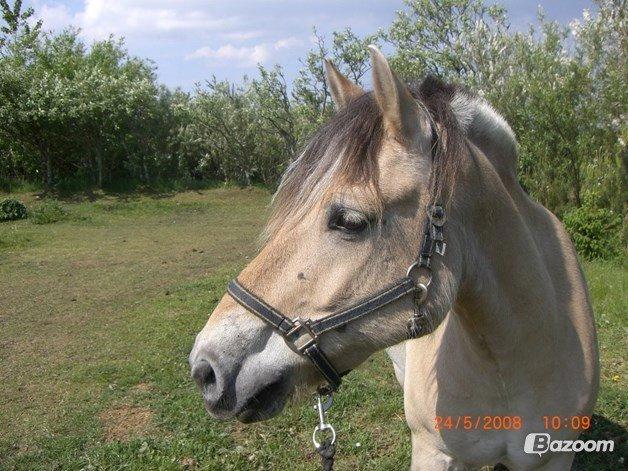 Fjordhest Bonanza Grønlund - Hejsa og velkommen til Odins profil <3 Læg gerne en kommentar og en bedømmelse så blir vi glade! :-)) billede 3