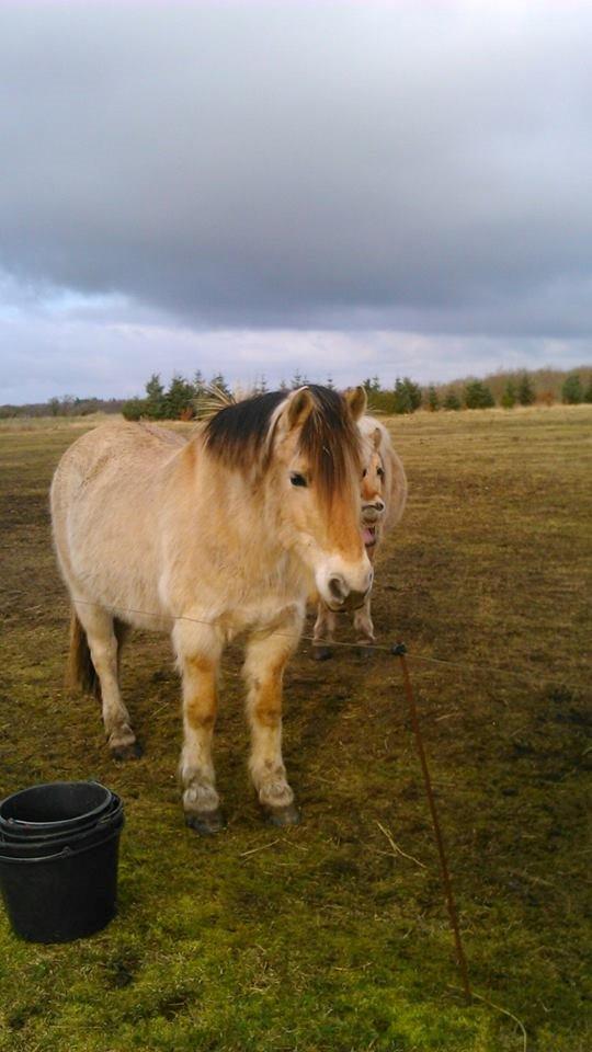 Fjordhest Bonanza Grønlund - 2013 billede 18