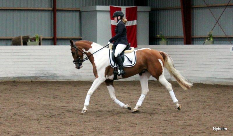 Pinto Højvangs Wild Girl -HPI billede 8
