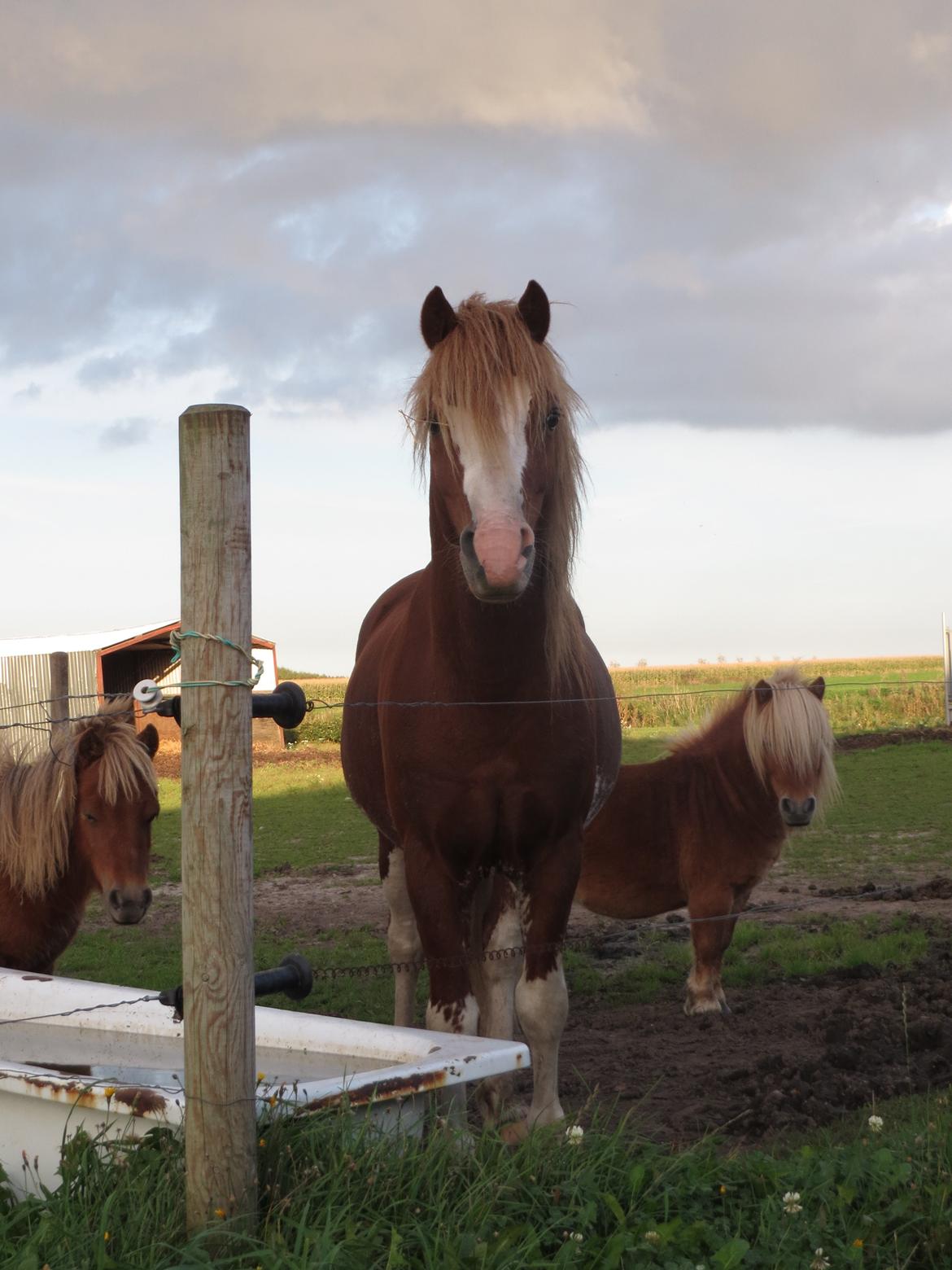 Welsh Pony af Cob-type (sec C) Aberlour Goodwyn - Tag mig med ind. billede 4