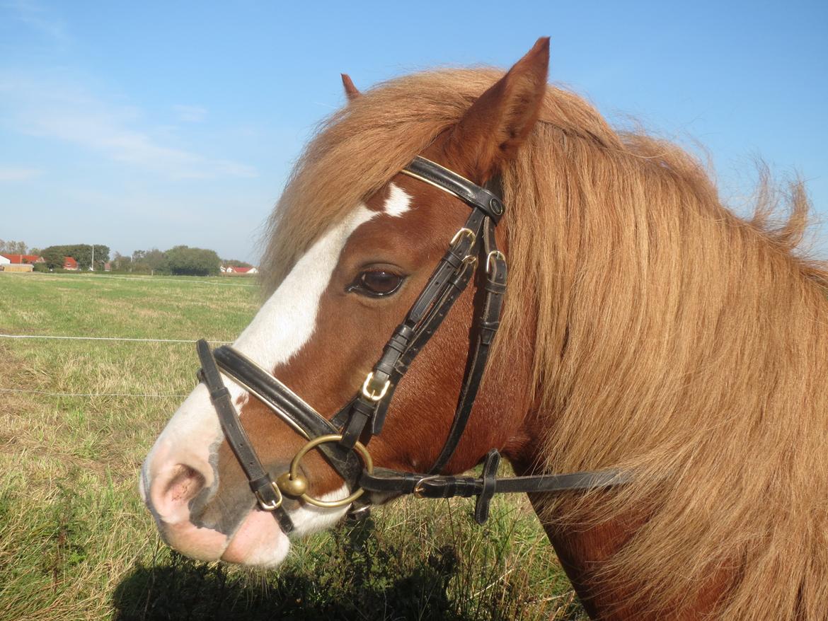 Welsh Pony af Cob-type (sec C) Aberlour Goodwyn billede 8