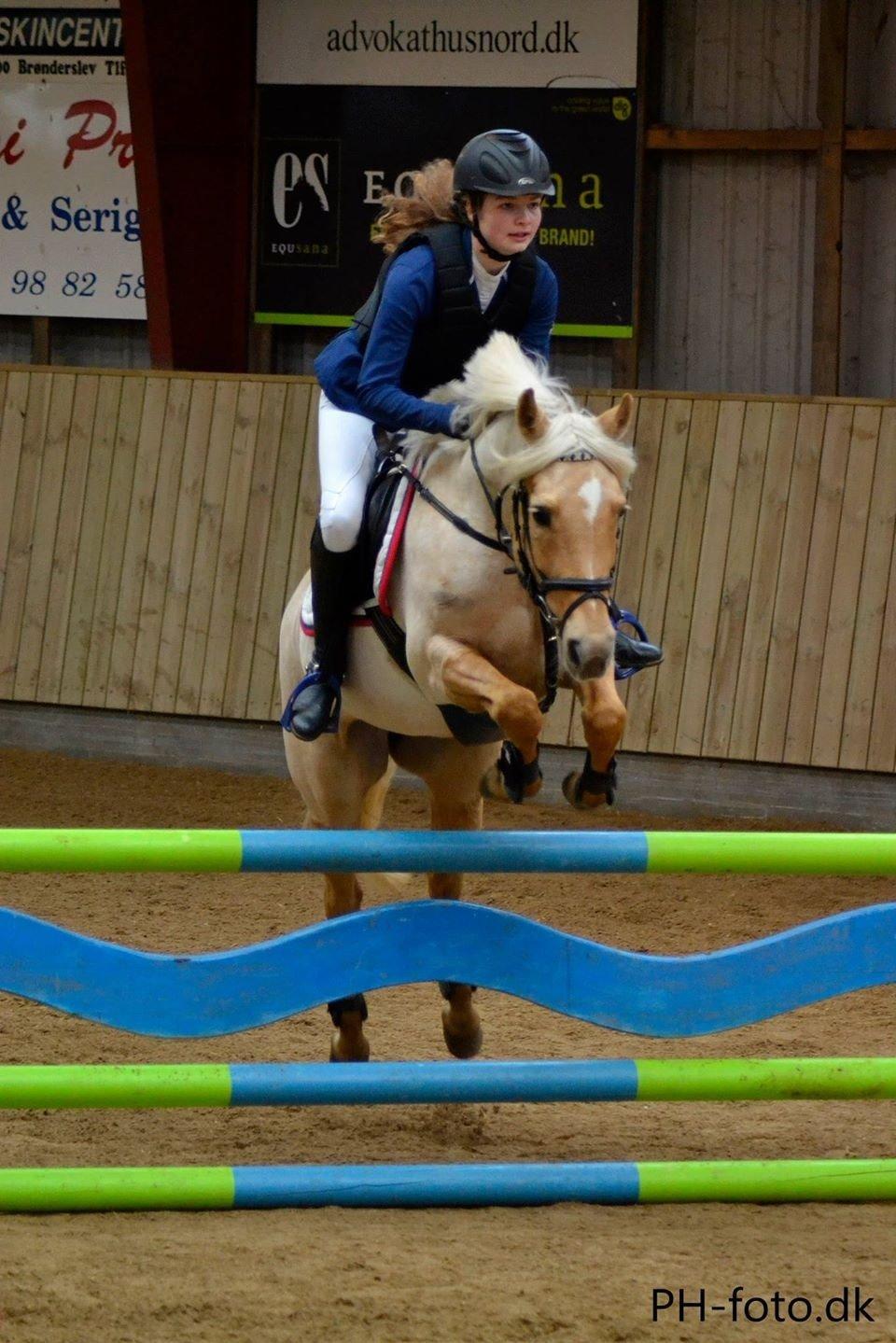 Anden særlig race Gloria (SOLGT) - LA2 i Brønderselv med stjernen! <3 billede 20