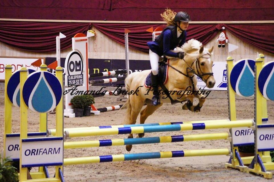 Anden særlig race Gloria (SOLGT) - Danish Christmas Show med en 1. og en 3. Plads! <3 billede 24