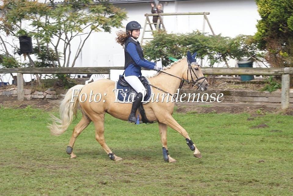 Anden særlig race Gloria (SOLGT) - Æresrunde til DK cup<3 billede 25