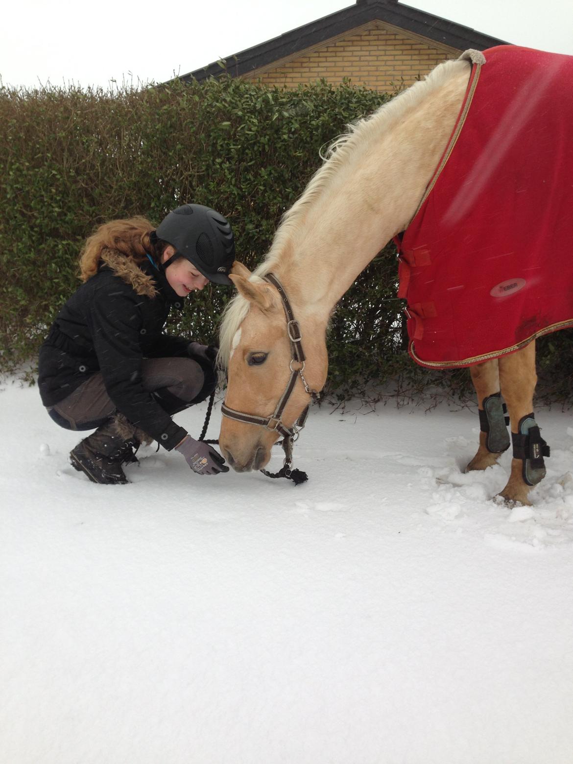 Anden særlig race Gloria (SOLGT) - Min skat og jeg i sneen 2014 <3 billede 9