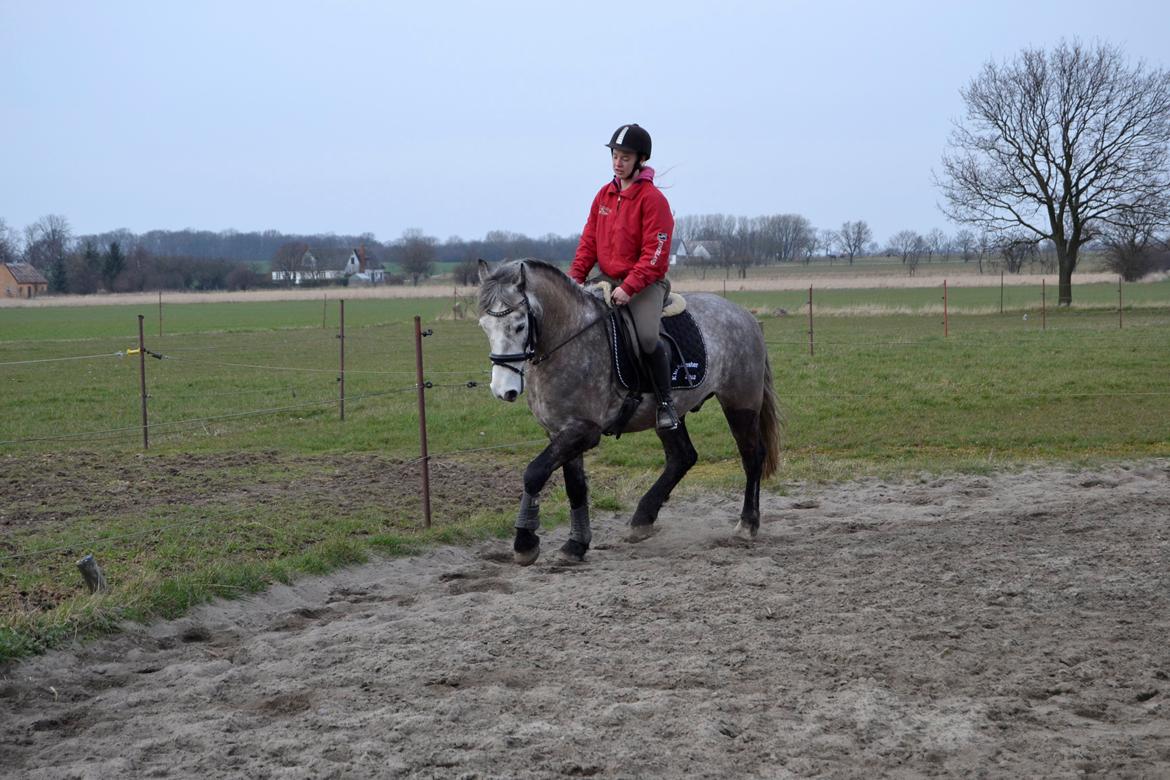 Connemara Klintly's macong - Grå 22-03-14 billede 5