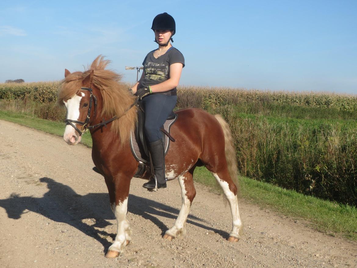 Welsh Pony af Cob-type (sec C) Aberlour Goodwyn billede 10