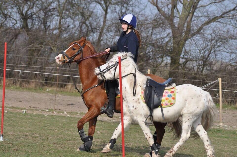 DSP Nyholms Sinatra billede 22