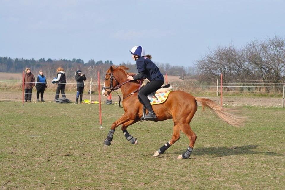 DSP Nyholms Sinatra billede 23