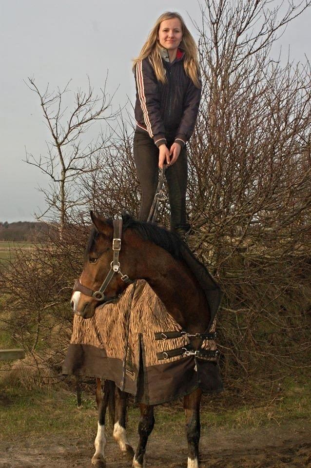 DSP Stidsbjergs Night Whisper billede 18