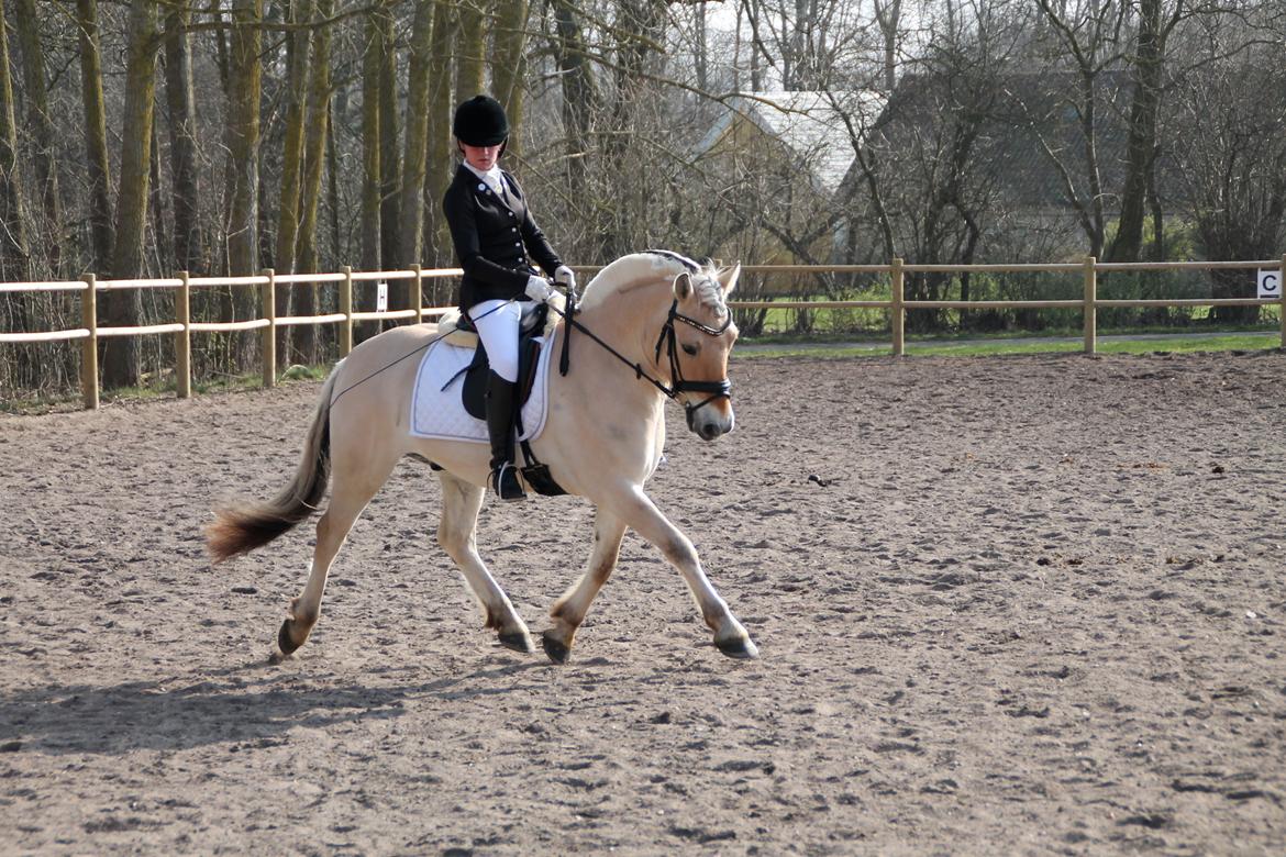 Fjordhest Atlet Bjergby - Killerup Rideklub - 22. Marts 2014 - Opvarmning billede 10