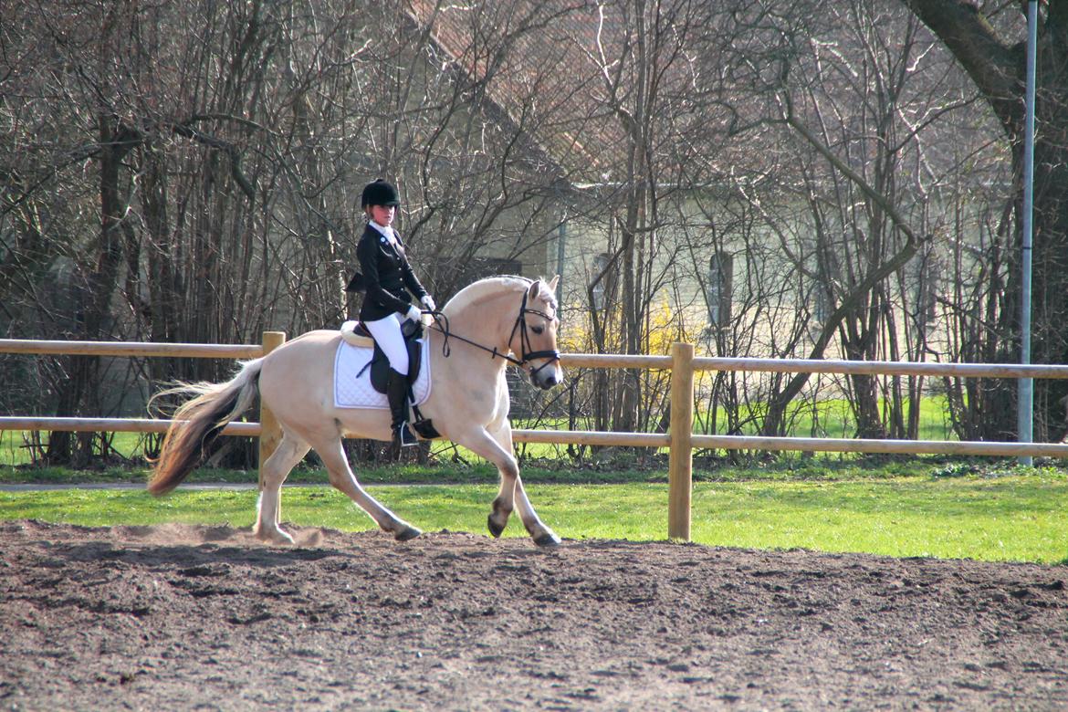 Fjordhest Atlet Bjergby - Killerup Rideklub - 22. Marts 2014 - Opvarmning billede 21