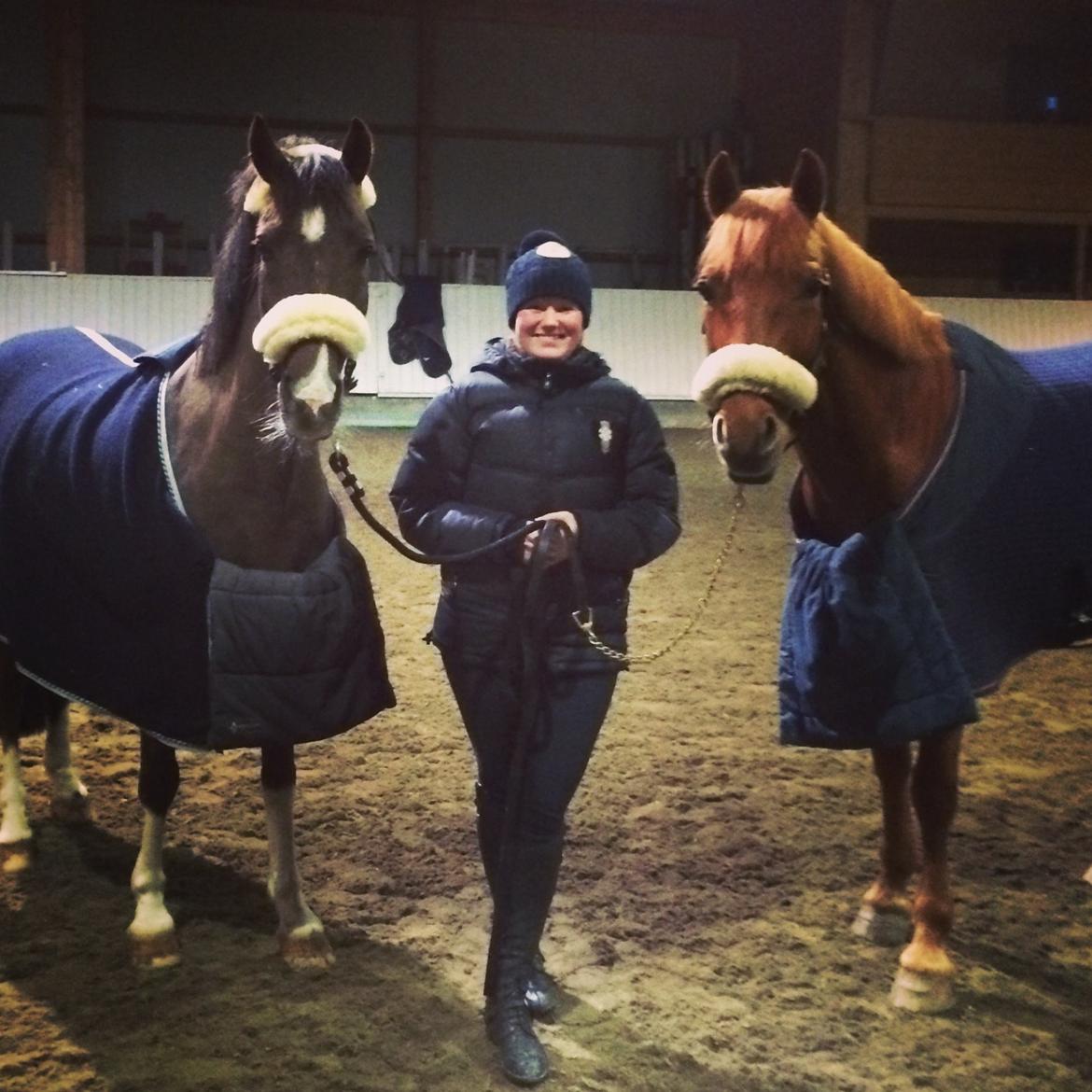 Hollandsk Sportspony | Radec<3 | (Toblerone) billede 14