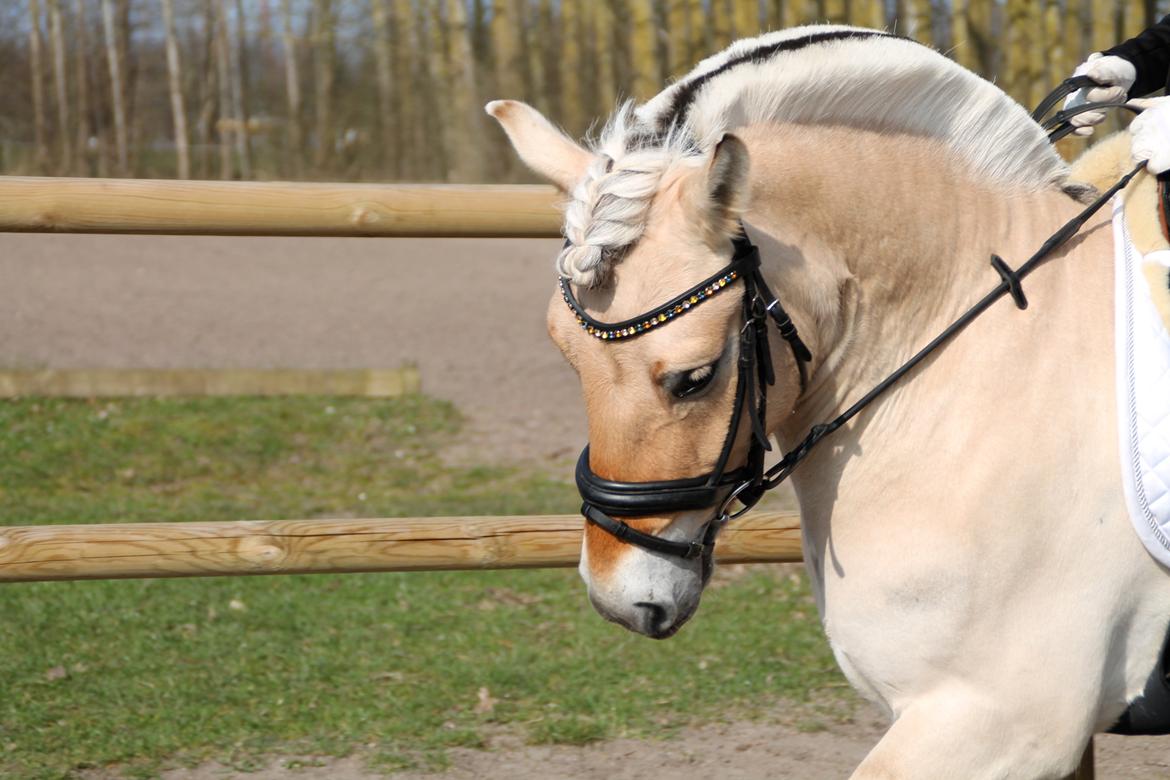 Fjordhest Atlet Bjergby - Killerup Rideklub - 22. Marts 2014 billede 4