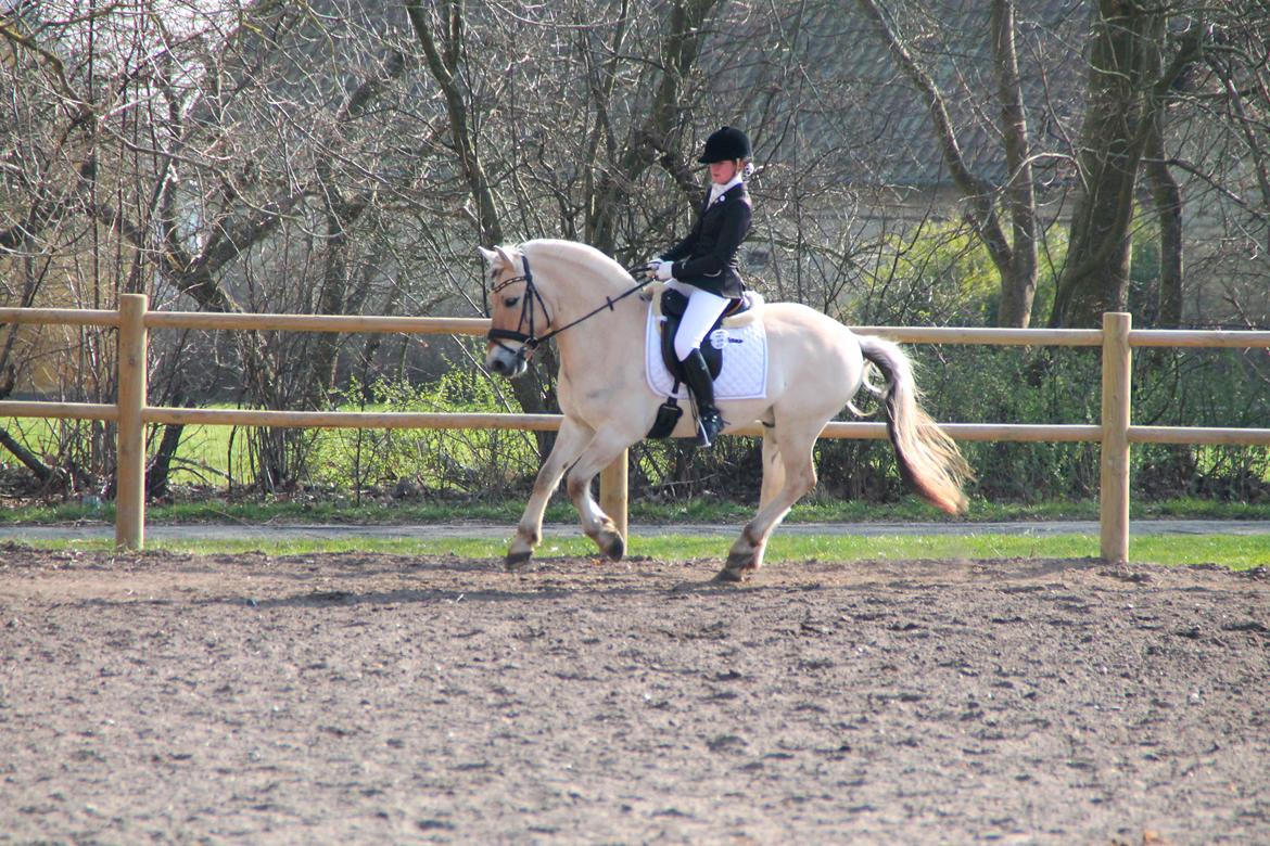 Fjordhest Atlet Bjergby - Killerup Rideklub - 22. Marts 2014 - Opvarmning billede 15