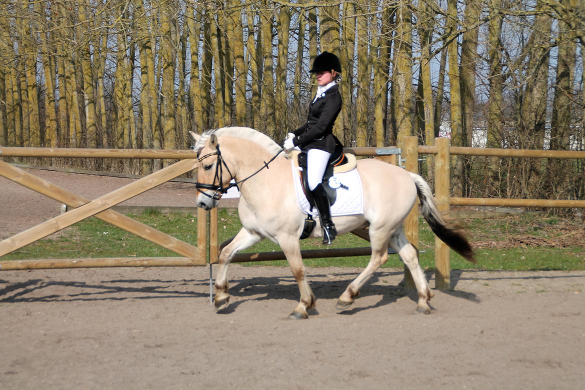Fjordhest Atlet Bjergby - Killerup Rideklub - 22. Marts 2014 - Opvarmning billede 16