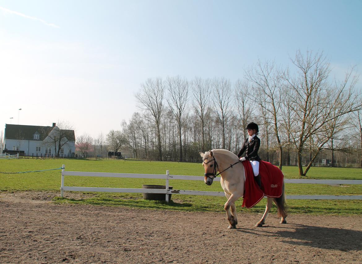 Fjordhest Atlet Bjergby - Killerup Rideklub - 22. Marts 2014  billede 18