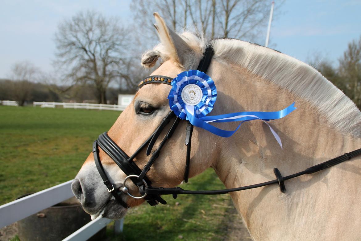 Fjordhest Atlet Bjergby - Killerup Rideklub - 22. Marts 2014 - Stolt lille lille hest - Med god grund :)  billede 11