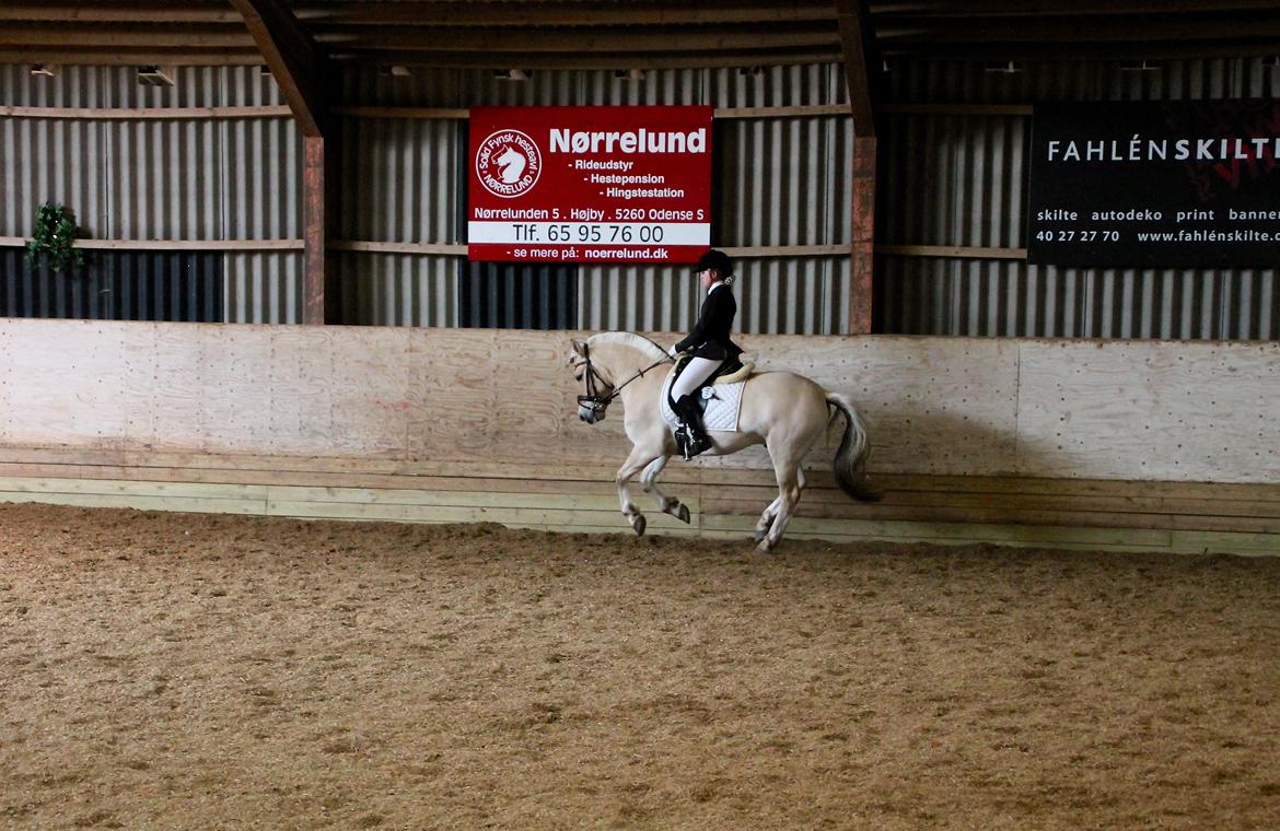 Fjordhest Atlet Bjergby billede 8