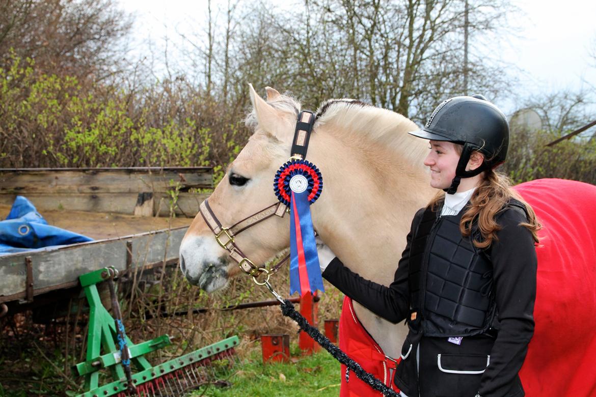 Fjordhest Alibine - Killerup Rideklub - 22. Marts 2014 billede 3