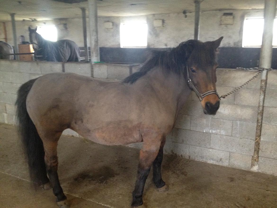 Anden særlig race Berta - Efter hun er blevet klippet billede 18