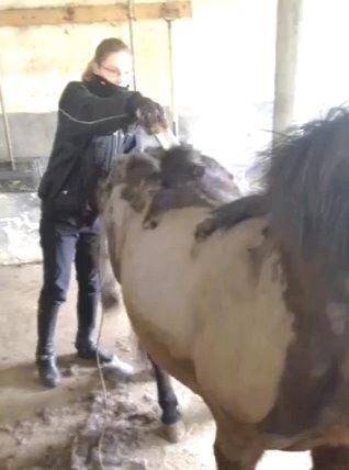 Anden særlig race Berta - berta bliver studset billede 17