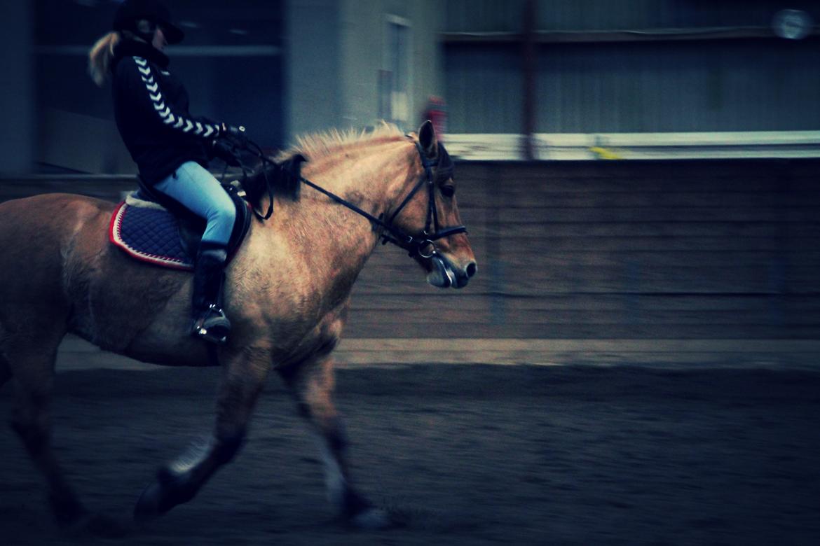 Anden særlig race Bamseline! <3 - You can't climb the ladder of success with your hands in your pockets! 16/3-14 <br><br> Foto: Cille<3 billede 7