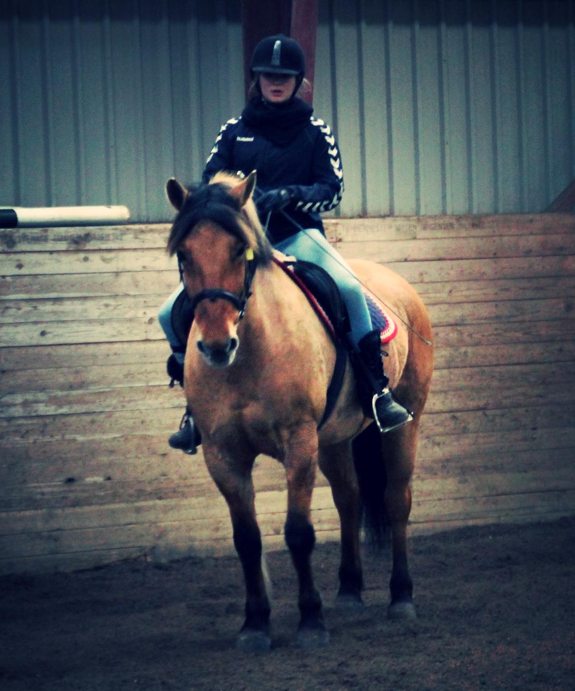 Anden særlig race Bamseline! <3 - Dressur træning! <3 16/3-14 <br><br> Foto: Cille<3 billede 15